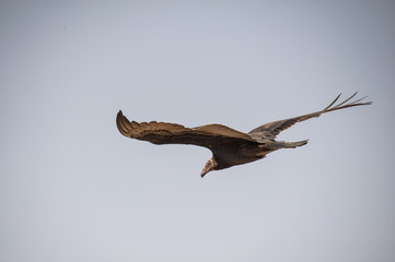 Flight