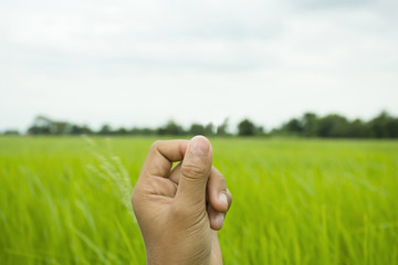 hand holding something with field background