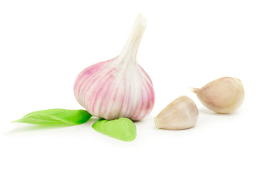 Garlic Vegetable Isolated on White Background