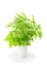 Green fresh basil isolated in white