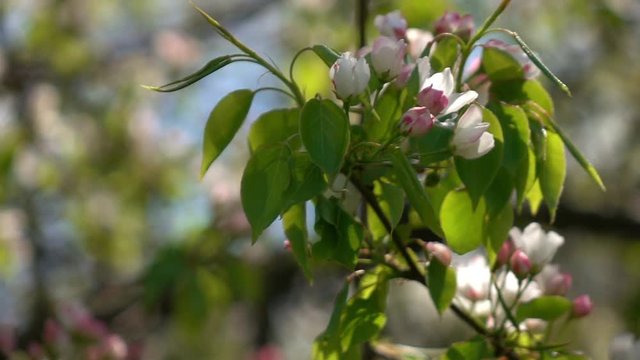Pear twig with pink blossom and red buttons close up. Amazing natural background for excellent intro in hypnotic full HD clip.  
