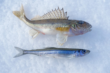 winter fishing. smelts and ruff