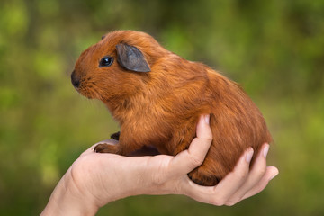 young guinea pig on the hand