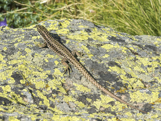 lizard