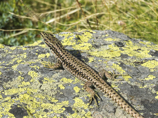 lizard