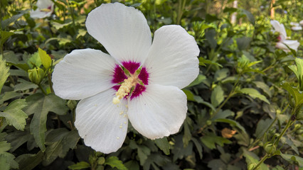 Obraz na płótnie Canvas White flower in garden