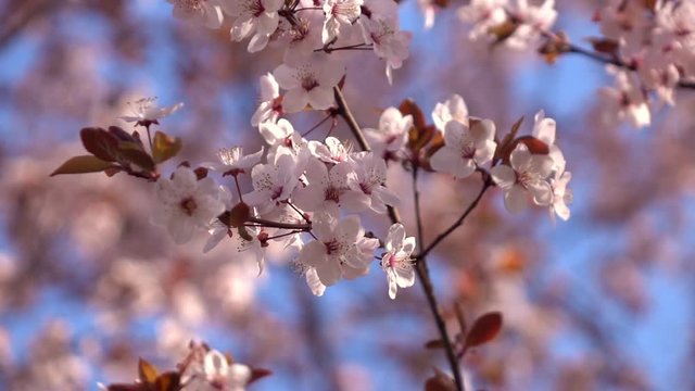 Slow motion of prune branch with pink blossom and red leaves. Amazing natural background for excellent intro in hypnotic full HD clip.  
