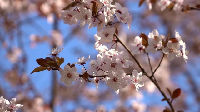 Slow motion of prune branch with pink blossom and red leaves. Amazing natural background for excellent intro in hypnotic full HD clip.  
