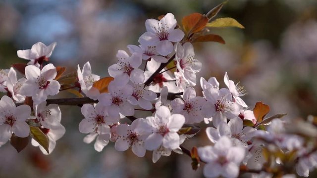 Slow motion of prune branch with pink blossom, waving on light wind. Amazing natural background for excellent intro in hypnotic full HD clip.  
