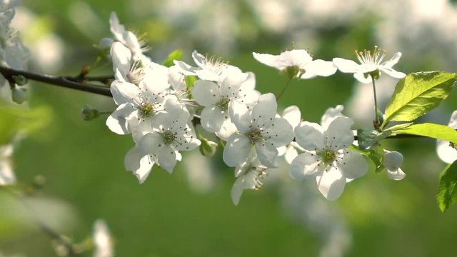 Smooth and slow motion of blooming white prune branch. Amazing natural background for excellent intro in hypnotic full HD clip.  
