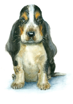 Watercolor basset hound puppy on white background