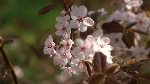 Smooth and slow motion of prune branch with pink blossom and fresh red leaves. Amazing natural background for excellent intro in hypnotic full HD clip.  
