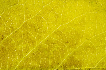 Leaf texture close up abstract background.