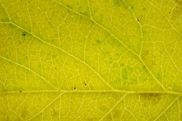 Leaf texture close up abstract background.