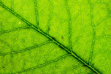 Fototapeta na wymiar Leaf texture close up abstract background.