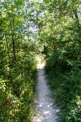 path in the woods on a sunny summer day