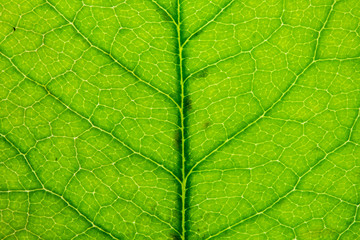 Fototapeta na wymiar Leaf texture close up abstract background.