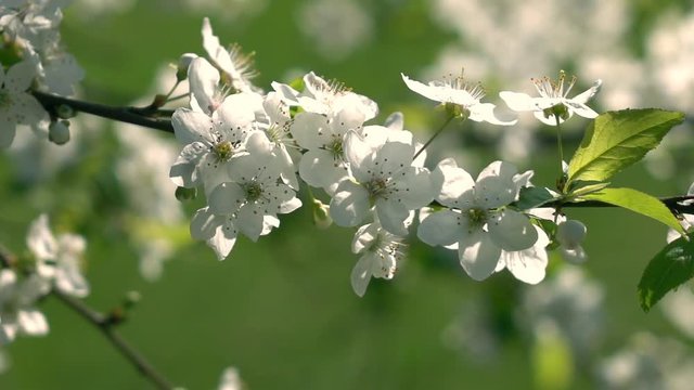 Smooth motion of sunlit blooming white prune branch. Amazing natural background for excellent intro in hypnotic full HD clip.  

