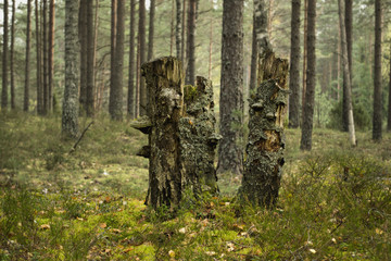 Three old stumps in wood