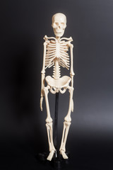 Human skeleton on black background