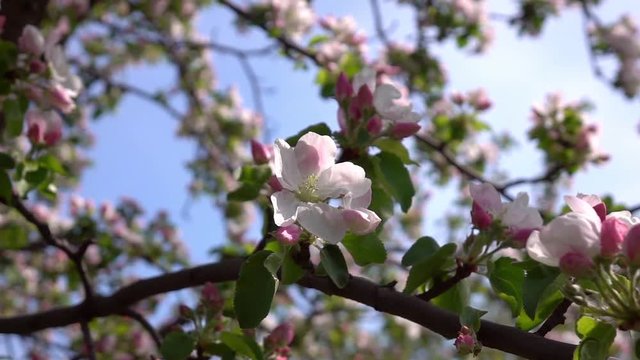 Smooth motion of apple spring pink blossom and fresh green leaves close up. Amazing natural background for excellent intro in hypnotic full HD clip.  
