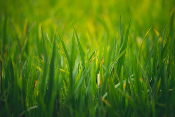 Green rice field background.