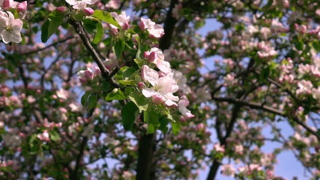 Smooth motion of apple spring branch with pink blossom and fresh green leaves close up on tree backdrop. Amazing natural background for excellent intro in hypnotic full HD clip.  
