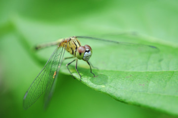 Fototapeta premium Small dragonfly hanging on green leaf.