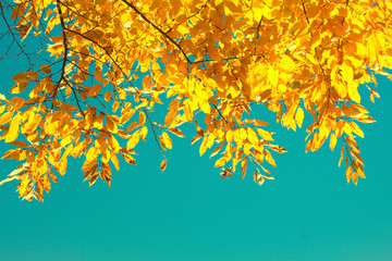 Fototapeta na wymiar Vibrant fall foliage