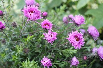 Фиолетовые цветы