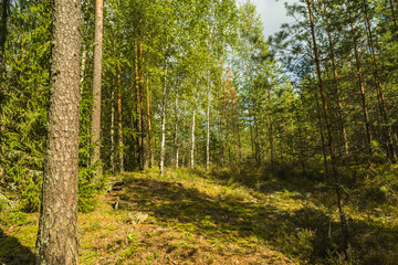 pines wood in summer solar day