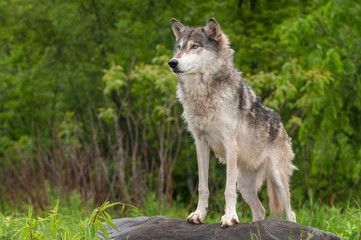 Naklejka na ściany i meble Grey Wolf (Canis lupus) Stands on Rock