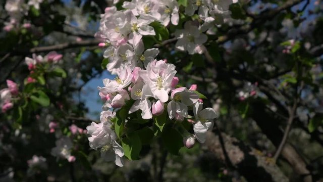 Apple tree with pink blossom, waving on wind close up. Amazing natural background for excellent intro in hypnotic full HD clip.  
