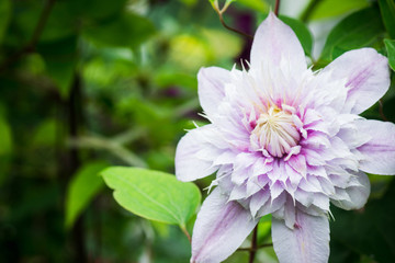 Clematis flower in the garden. Shallow depth of field.