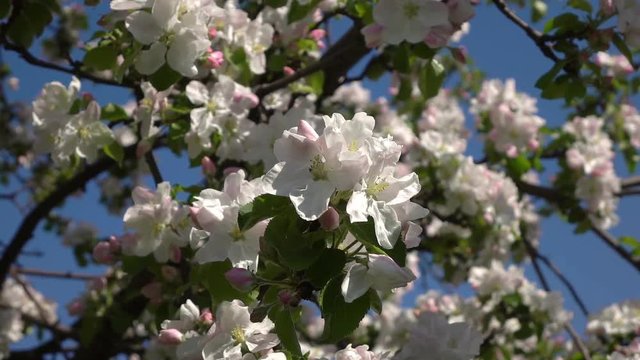 Apple branch with pink blossom, waving on wind close up. Amazing natural background for excellent intro in hypnotic full HD clip.  
