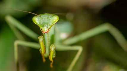 Green Preying Mantis