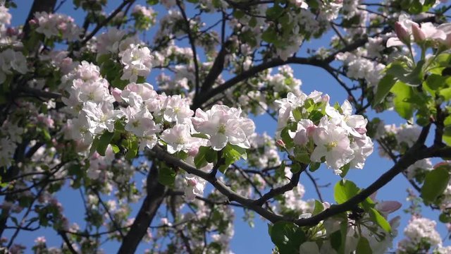 Zooming up of pink apple branch with blossom. Amazing natural background for excellent intro in hypnotic full HD clip.  
