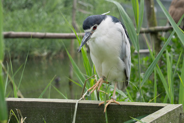 Nachtreiher mit grünem Schilf und Wasser im Hintergrund