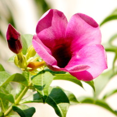 Or Yehuda Mandevilla sanderi flower 2010