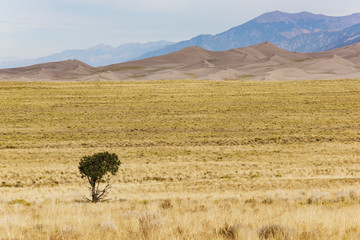 Fototapeta na wymiar View on Great Sand Dunes with Lonely Tree