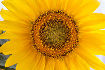 Obraz premium Sunflower close-up