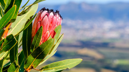 Red Mountain Protea