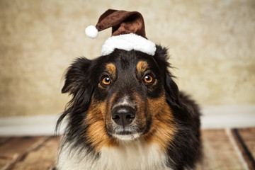 süßer Hund mit Mütze