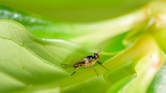 Tiny Wasp-like fly