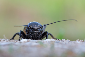 Gryllus campestris -  field cricket