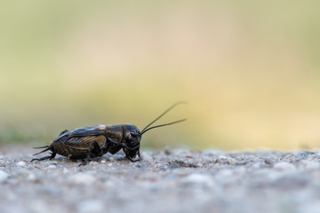 Gryllus campestris -  field cricket