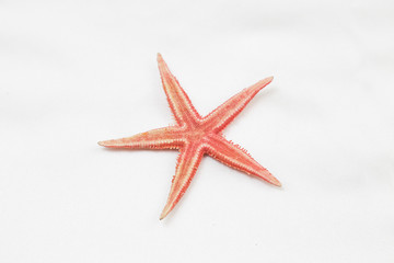 Fototapeta na wymiar Red starfish or sea star on white background, top view
