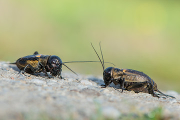 Gryllus campestris -  field cricket