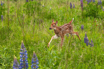 White-Tailed Deer Fawn (Odocoileus virginianus) Runs Through The Grass