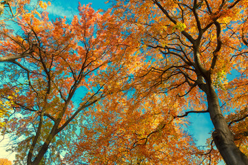 Vibrant fall foliage